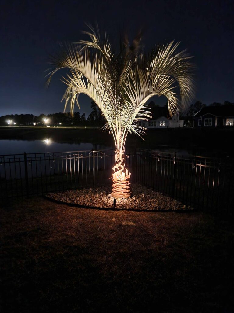 Palm Trees