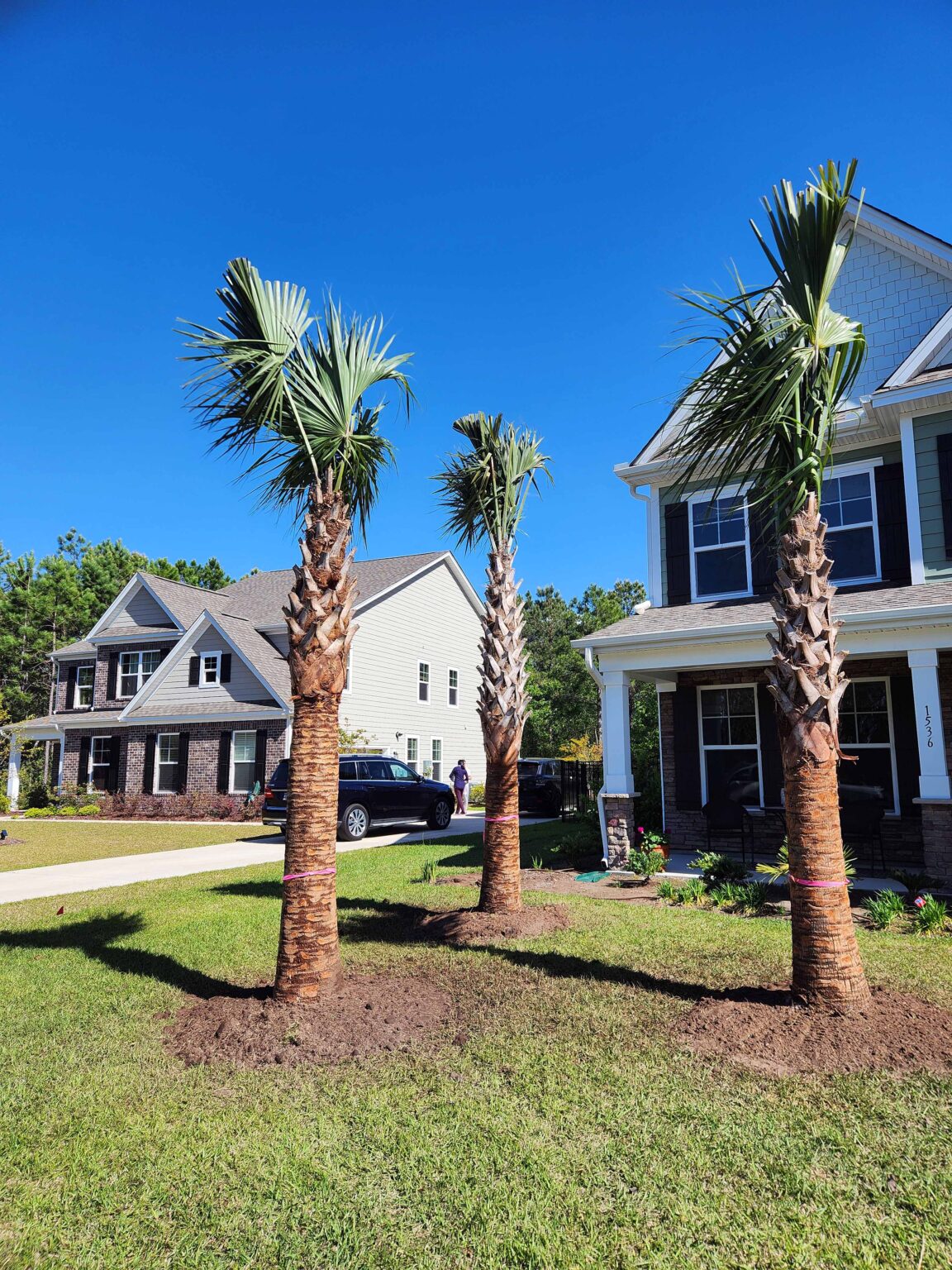 Palm Trees